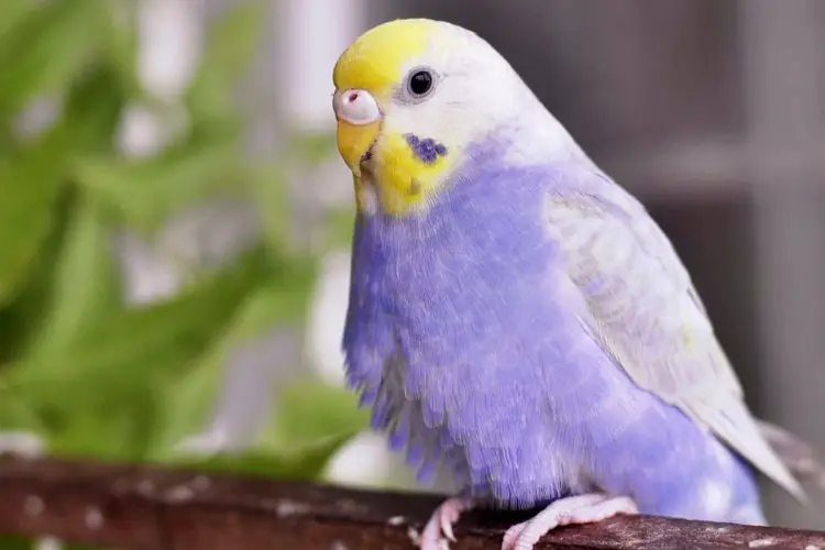 Purple Budgie Everything You Need to Know About It
