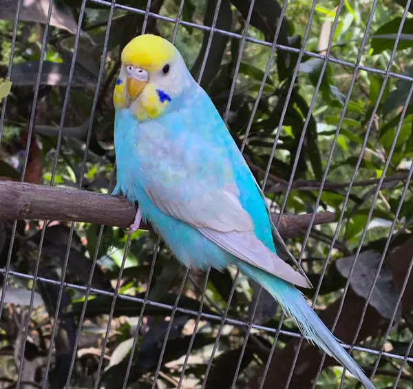 Rainbow Budgie