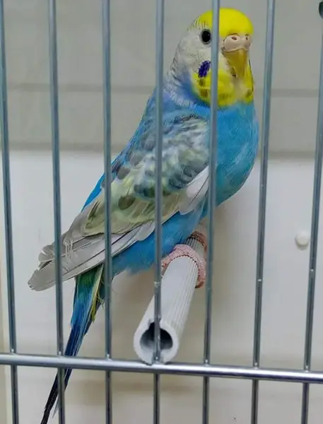 Rainbow Budgie