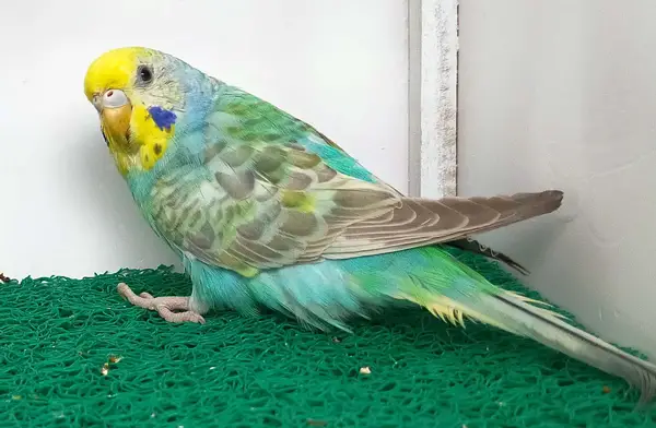 Rainbow Budgie