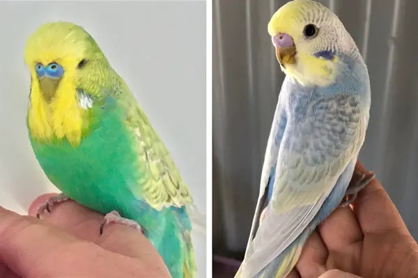 Rainbow Spangle And Rainbow Budgie