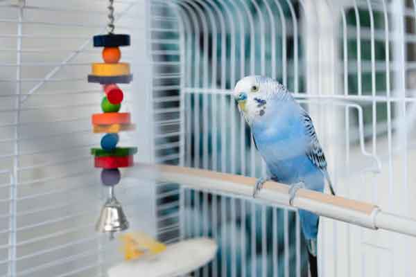 Should The Budgie Cage Be Wide Or Tall