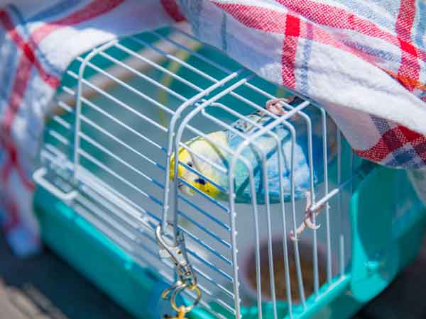 Should You Cover a Budgie Cage At Night