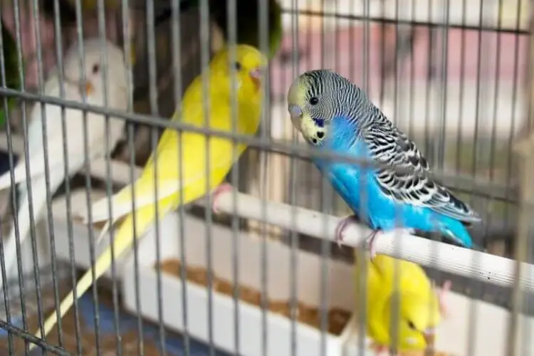 Should You Let Budgies Out Of Their Cage