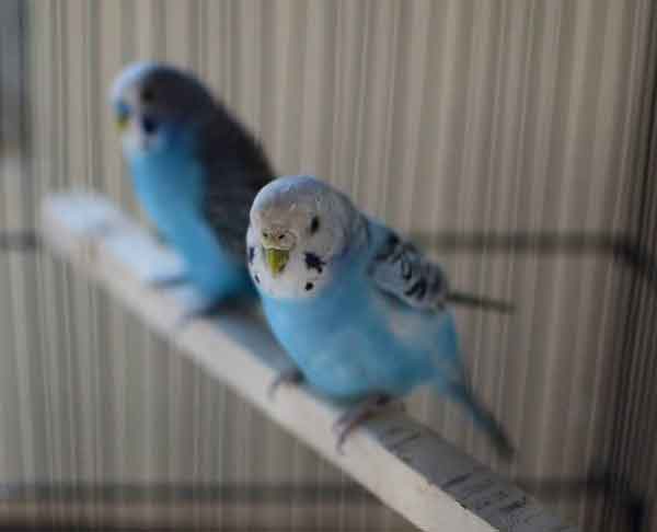 Sky Blue Budgie