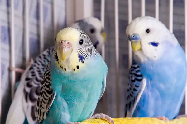The Cere Color Of A Female Budgie