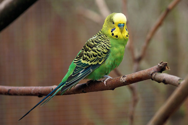 The Cere Color Of A Male Budgie
