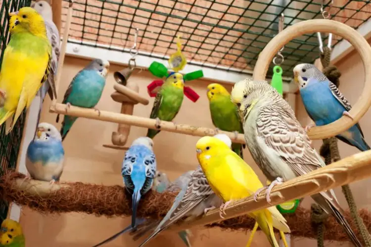 Toys For Budgies