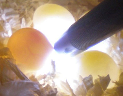 Unfertilized Budgie eggs