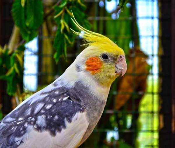 Utilization of Cockatiel and Budgie Poop