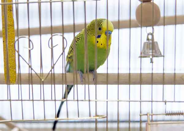 What Are The Different Budgie Chick Growth Stages