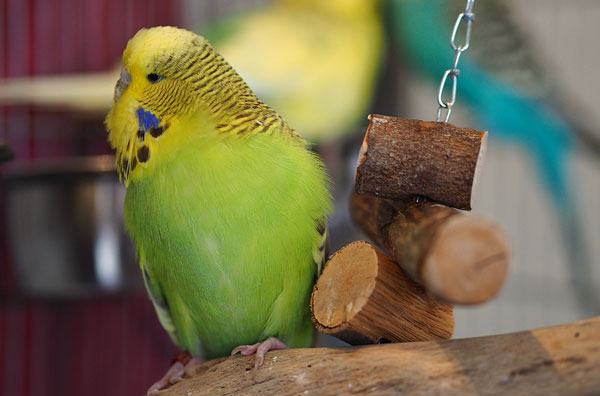 What Causes a Budgie to Be Blind