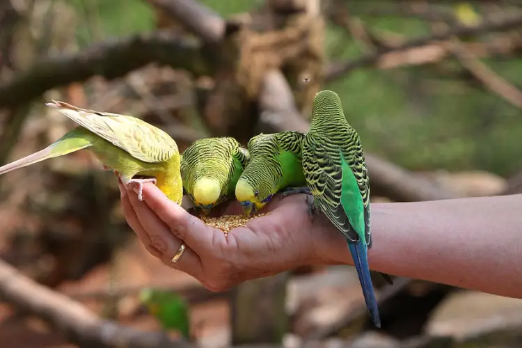 What Do Budgies Eat And What They Don't