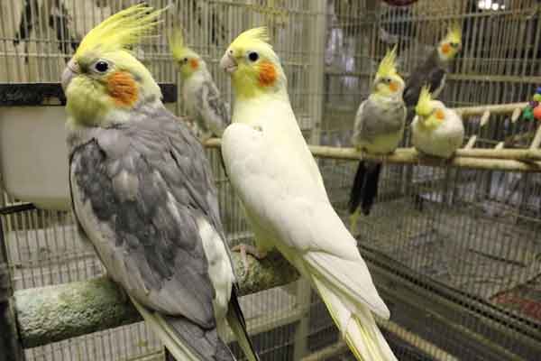 What Do Cockatiel Mites and Lice Survive On