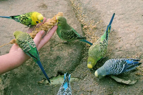 What Do Green Budgies Eat