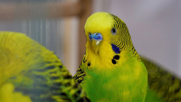 What Do You Do to Assist a Blind Budgie