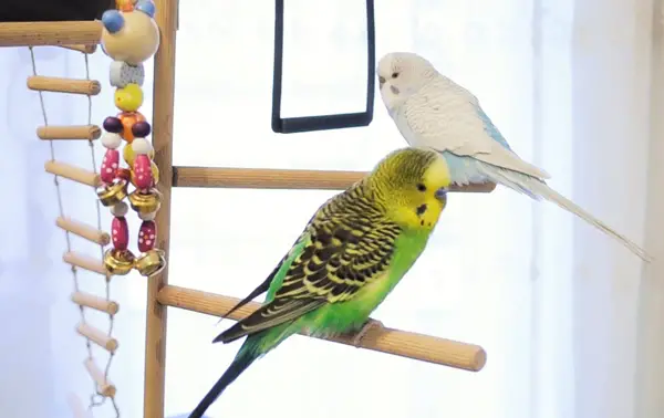 What Does It Mean When A Budgie Sings