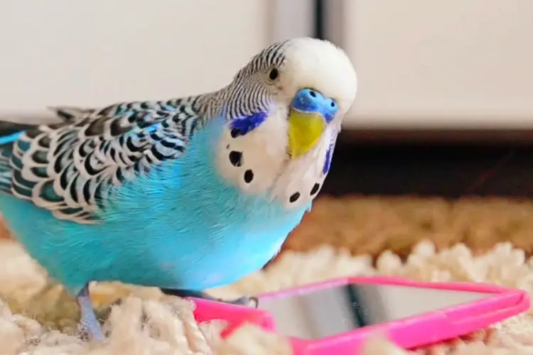 What Does It Mean When A Budgie Sings