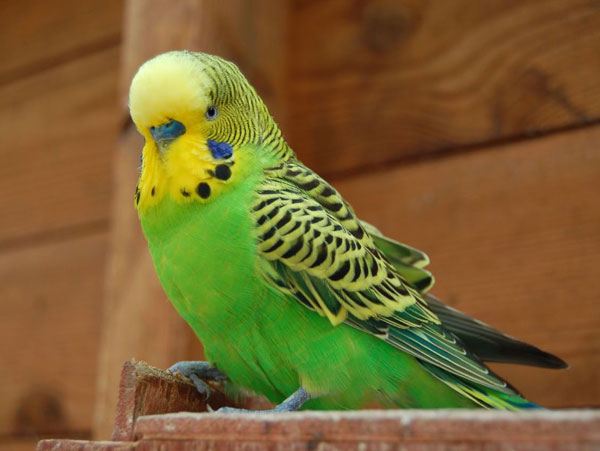 What Is A Green Budgie Like