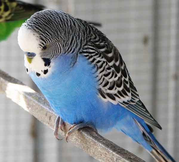 What Is a Blue Budgie