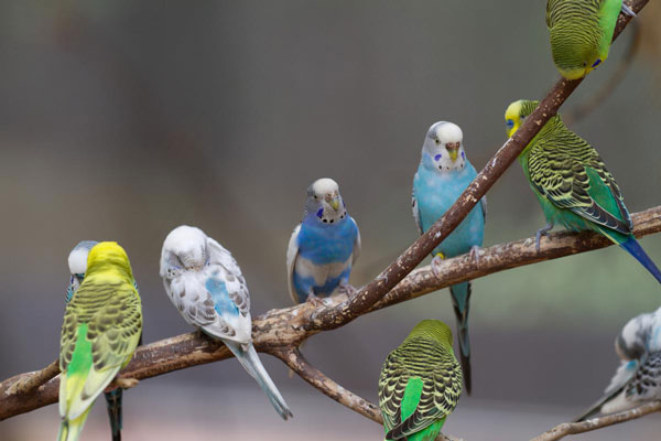 What Is a Budgie’s Lifespan
