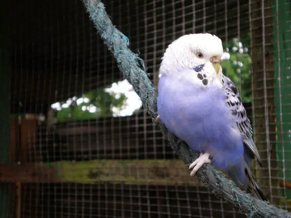 What Is a Purple Budgie