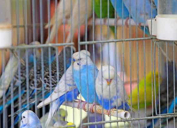 What Is the Lifespan of a Blue Budgie