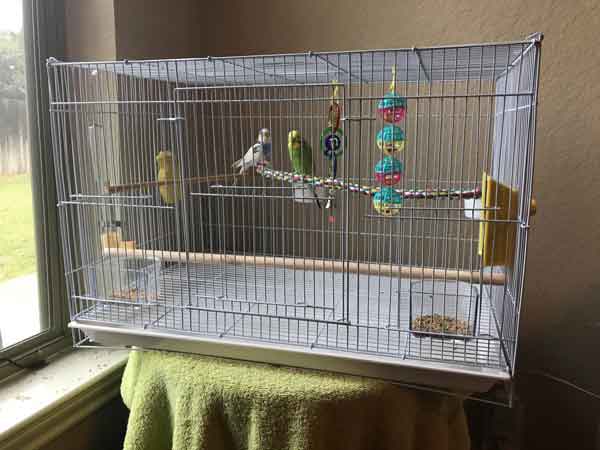 What Size Cage For 2 Budgies