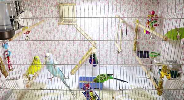 What Size Cage For 4 Budgies