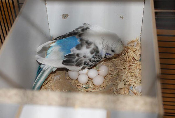 Where Do I Put My Budgie Nest