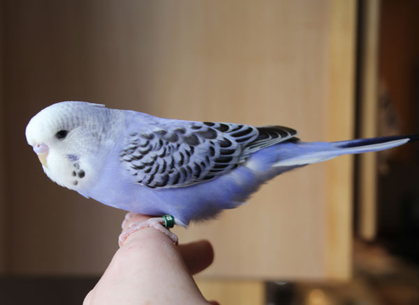 Where can I Get a Purple Budgie