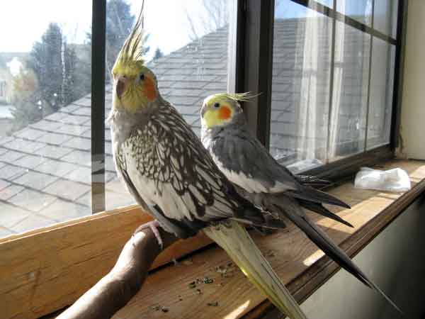 Which Types of Mites and Lice Do Cockatiels Get