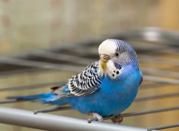 Why Do Budgies Sing In The Morning