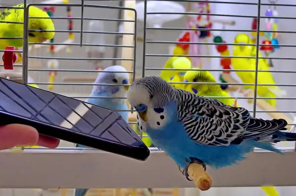 Why Do My Budgies Sing So Much