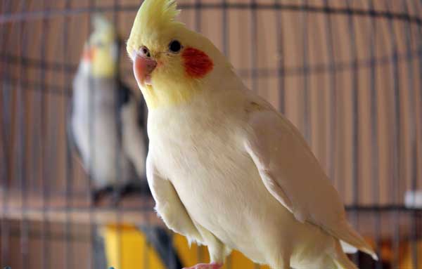 Why Does My Cockatiels Hiss and Bite