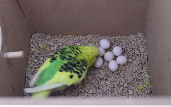 Why Is My Budgie Eggs Not Hatching