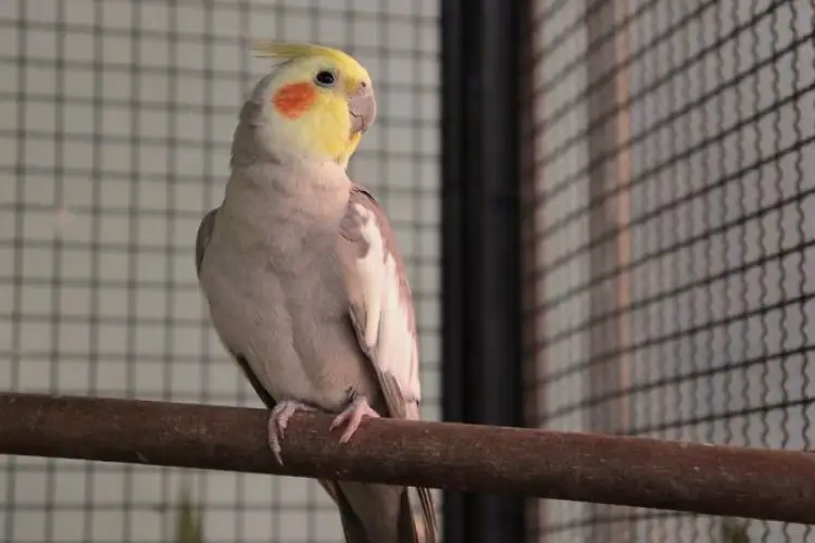Why Is My Cockatiel Biting Its Cage