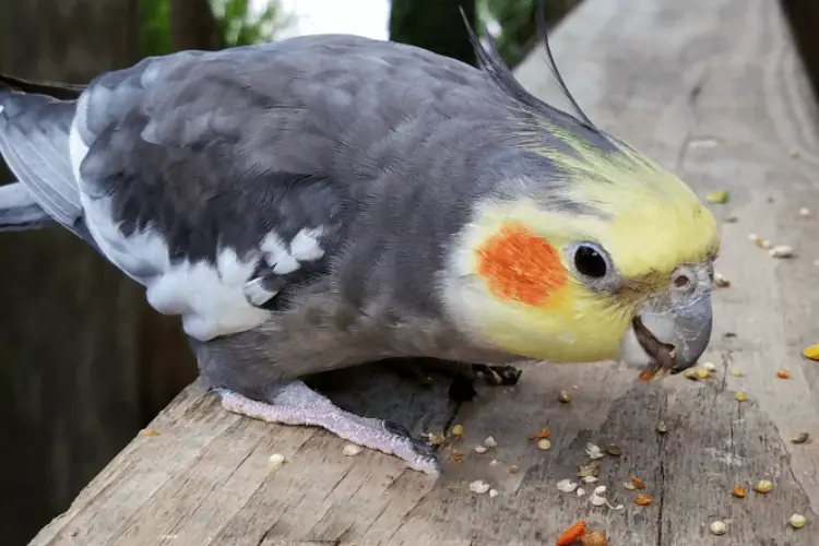 Why Is My Cockatiel Eating So Much