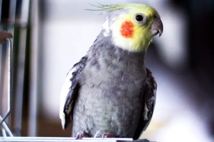 Why Is My Cockatiel Grinding Its beak