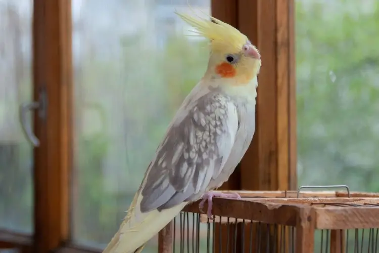 Why Is My Cockatiel Losing Feathers