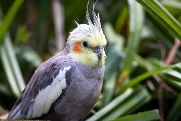 Why Is My Cockatiel Shaking or Shivering