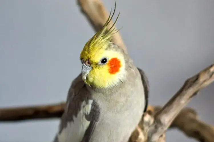 Why Is My Cockatiel Sneezing