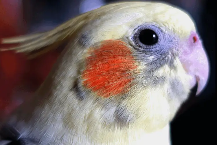 Why Is My Cockatiel's Nose Red
