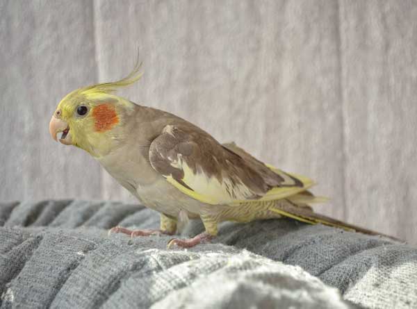 Why Is My Newly Adopted Cockatiel Hissing