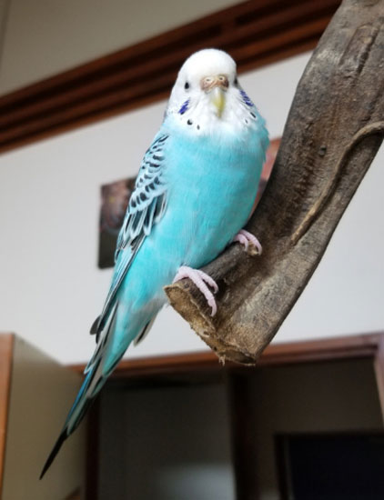 Why Is The Cere of My Budgie Turning Brown and Crusty