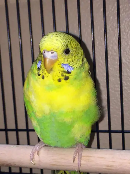 Why Is The Cere of My Budgie White
