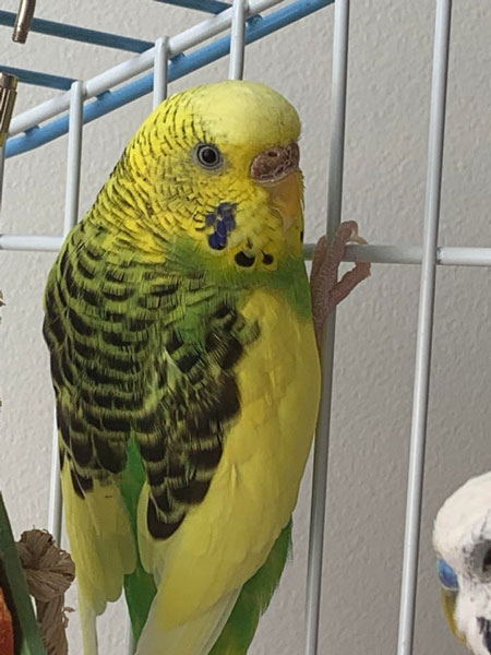 Why Is the Cere of My Budgie Peeling