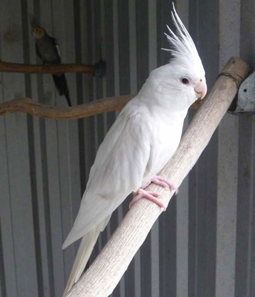 Albino Cockatiel