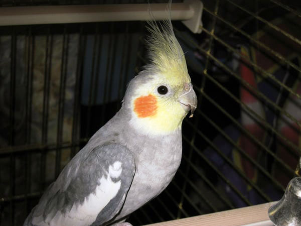 Are Cockatiels Aggressive Birds