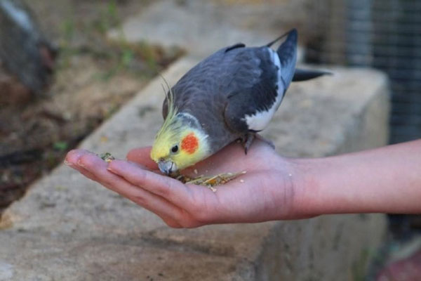 At What Age Do Cockatiels Start Talking